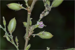 Flemingia paniculata